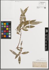 Foto von Salix L.